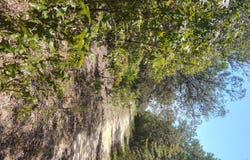 Sumac St, Interlachen, FL 32148