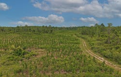 NE 246th St, Old Town, FL 32680