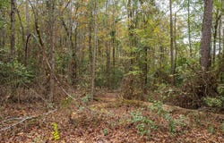 155 S, Big Sandy, TX 75755