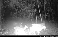 Stockton, MO 65785