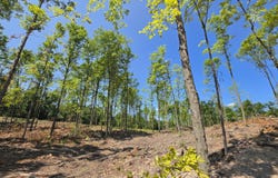Rogers & M72 Road, Fairview, MI 48621