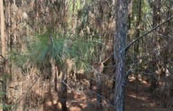 206 Bethany Rd, Johnsonville, SC 29555