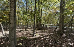 Paper Birch N, Tafton, PA 18464