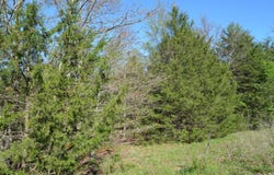 Persimmon Hill Lane, Lampe, MO 65681