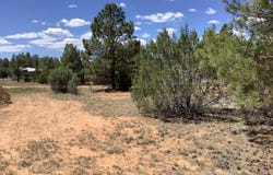Cedar Bark Trail, Overgaard, AZ 85933
