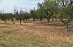 1313 Cirrus Loop, Granbury, TX 76049