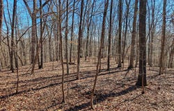 Sykes Branch Rd, EVA, TN 38333