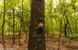Tallaha Road, Charleston, MS 38921