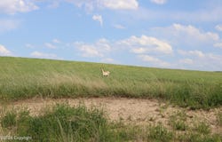 Tract 12 River Road, Hulett, WY 82720