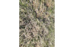 Highway H, Grovespring, MO 65662