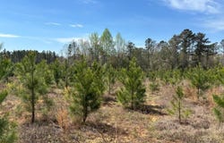 Cr 421, Quitman, MS 39355