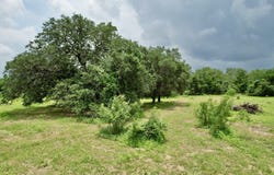 1873 Bronder rd, Pleasanton, TX 78064