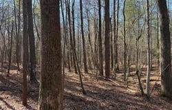 1 MAPLE BRIDGE RD, DILLWYN, VA 23936