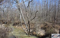 Hart Cemetery Rd, CEDAR GROVE, TN 38321