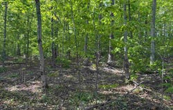 1279 WALKABOUT #15, HARBOR SPRINGS, MI 49740