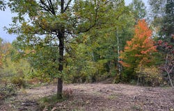 51315 Sand Creek Rd, Bruno, MN 55712