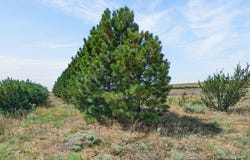 2312 MUGHO RD, Cheyenne, WY 82009