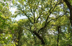 11748 River Ranch Road, Kemp, TX 75143
