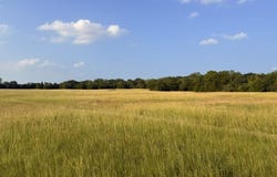 CR 2501, Eustace, TX 75124