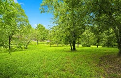 Cedar Cove Road, Branson West, MO 65737