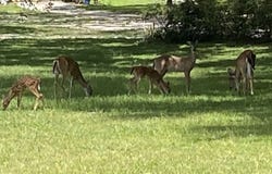 McAlpin, FL 32062