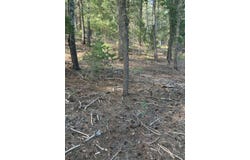 Woodchuck, Cloudcroft, NM 88317-9800