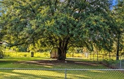 5330 NW 12TH Place, OCALA, FL 34482