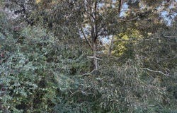 1513 CR-368, Section, AL 35771
