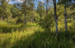L19.11 South St, Windham, NY 12496
