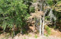 CR 4313, Pittsburg, TX 75686