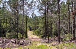 FM 92, Colmesneil, TX 75938