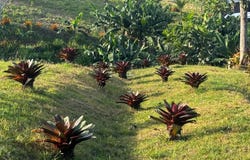 Caimito, San Juan, PR 00926