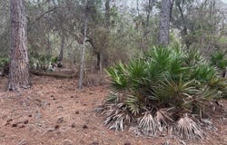 Old Grade Road, FL 33868