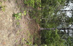 Warbonnet Road lot: E, Salley, SC 29137