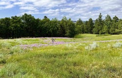 E2 Soaring Eagle Road, Hulett, WY 82720