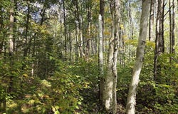 5 National Trail, Crandon, WI 54520