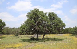 lot: 23 Other, Rocksprings, TX 78880