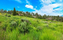Green Canyon Rd, Inkom, ID 83245