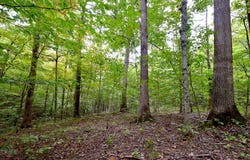 State Route 550, Amesville, OH 45711