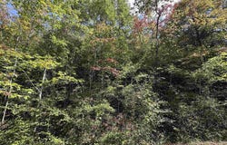 Co Rd 3034, Double Springs, AL 35553