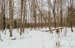 Elizabeth Lane lot: 9, Iron River, MI 49935