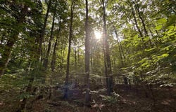 Langs Lane, Interlochen, MI 49643