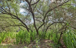 12610 River Bnd, Austin, TX 78732