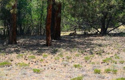The Forks Rd, Chama, NM 87520