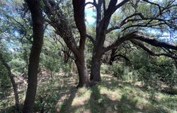 COUNTY ROAD 137, Cisco, TX 76437