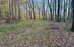 County Road 493, Paris, MS 38949