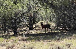 1960 Marmot Drive, Ridgway, CO 81432