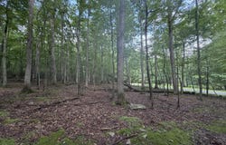 Birch Dr 608, Cresco, PA 18326