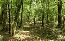 Tbd Hepzibah Rd, Clinton, LA 70722