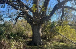 LCR 454, Groesbeck, TX 76642
